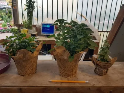 עציצי תבלין עטופים בכוסית בעציץ12